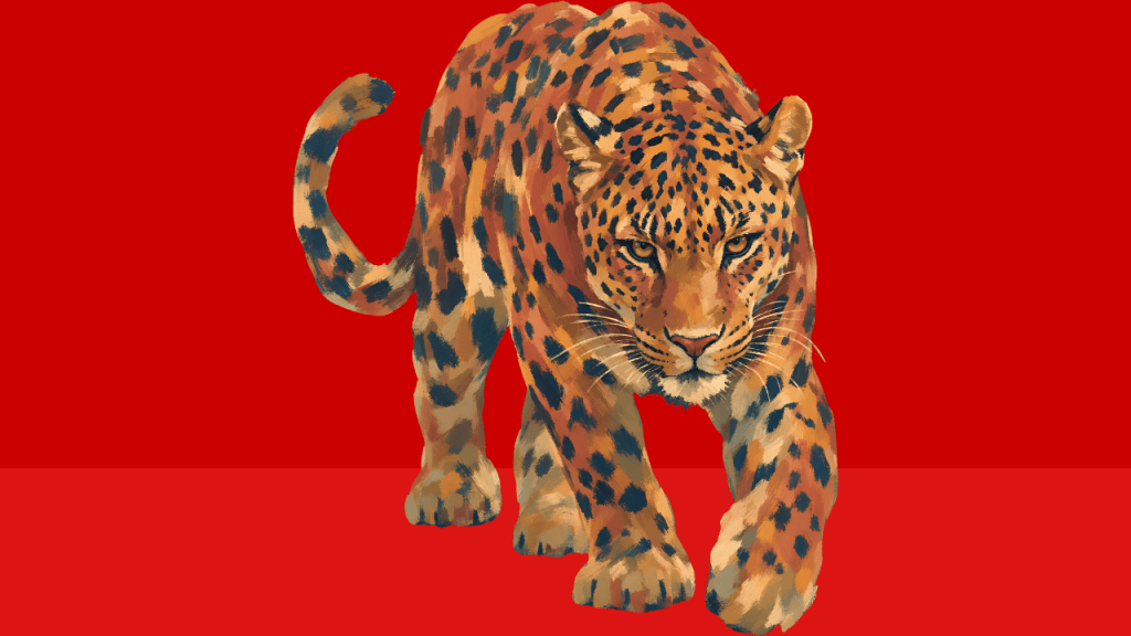a leopard walking on a red background